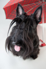 scotch terrier with umbrella isolated on white
