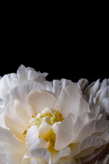 Fototapeta na wymiar White peony flower in bloom on a black background