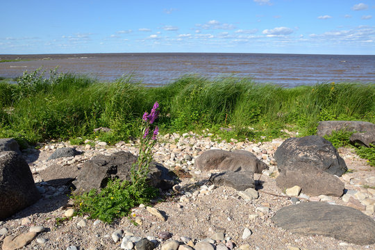 Landscape lake with a stony shore with a purple flower and green grass in the foreground and a blue cloudy sky. Lake Ilmen Novgorod region