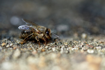 Detailed close up of a Honey Bee crawling along some gravel.