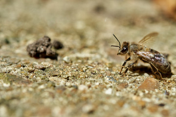 Detailed close up of a Honey Bee about to take-off from a concrete floor.