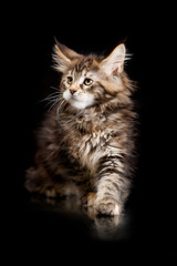 Maine Coon kitten on a black background