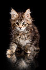 Fototapeta na wymiar Maine Coon kitten on a black background