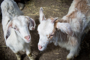 Two sweet little baby goats in the backyard, in a farm, villiage scene, rural, livestock animals