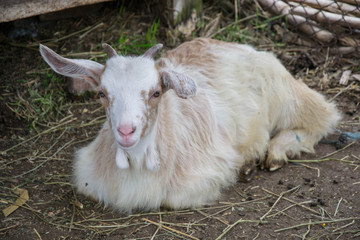 Obraz premium Baby goat lying on a hay in a farm, village, rural scene, cute livestock animal