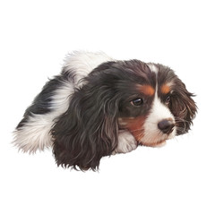 Tricolor Cavalier King Charles Spaniel. Illustration of a dog. Cute puppy isolated on the white background. Animal collection: Dogs. Art background for design. Good for T-shirt, banner, pillow, card
