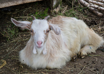 Obraz premium Baby goat lying on a hay in a farm, village, rural scene, cute livestock animal