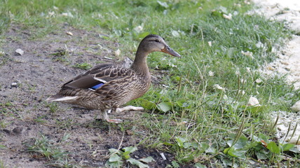 Duck on the grass