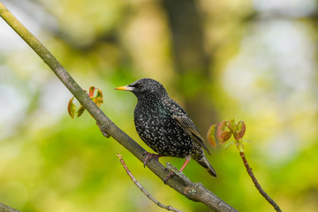 starling sits on a tree branch. green background, close-up