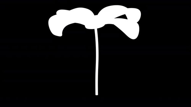 The flower. Loopinf footage with encoder Prores 4444 and alpha channel included.