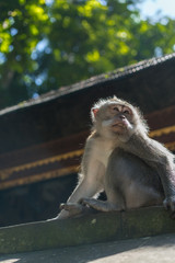 Monkeys in the monkey park
