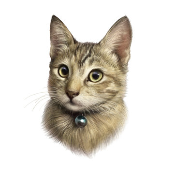 Cute kitty isolated on white background. Realistic portrait of a cat with big eyes. Drawing of a pet. Design template. Good for print T shirt, pillow, banner. Hand painted pets illustration.