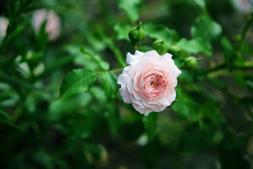 Bush with a blooming pink rose