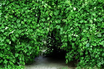 Fototapeta na wymiar Garden arch covered with climbing vines