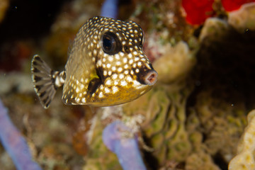 Coral reef fish, underwater, Cozumel, Mexico © Hedvika
