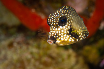 Coral reef fish, underwater, Cozumel, Mexico