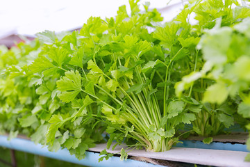 Organic Hydroponic Chinese celery (Apium graveolens)vegetables plantation in  hydroponics farm,Modern farm.