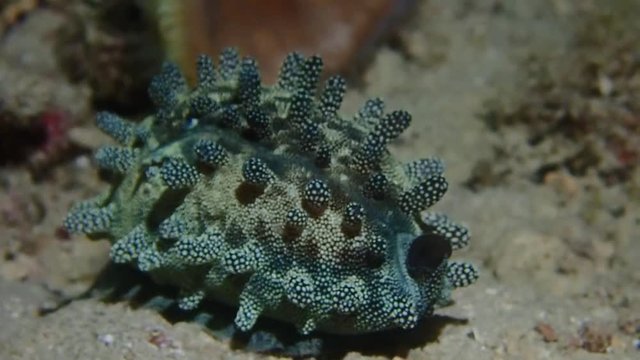 mole cowrie at night