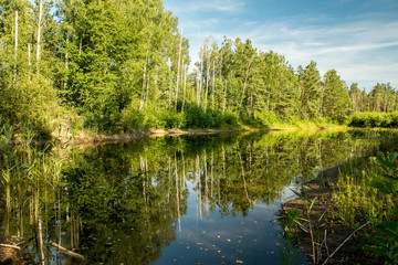 Fototapeta na wymiar Beautiful secluded lake in the forest. Reflection of birch trunks in the water.