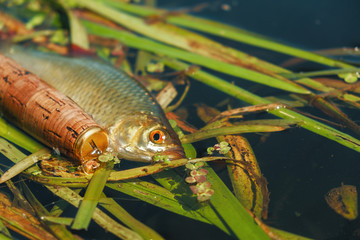 Fish caught by the method of Tenkara. Rudd