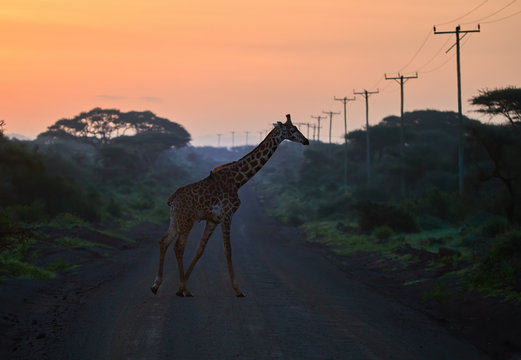 Giraffe crossing gravel road with wooden electrical poles against orange morning sky. An african landscape at the foot of a volcano Kilimanjaro, Amboseli, Kenya. Wildlife photography in Kenya.