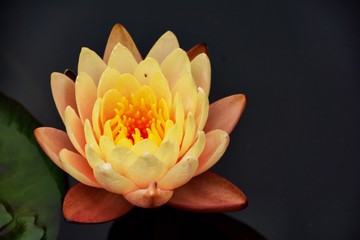 water lily © Steffi