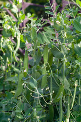 Obraz premium ripening in the garden green peas