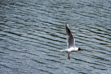 Flying brown-hooded gull (chroicocephalus maculipennis) in park, London, United Kingdom