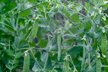 ripening in the garden green peas