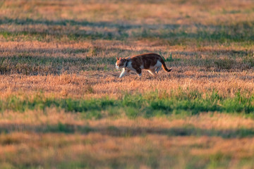 Red-white cat walking in meadow in evening sunlight.