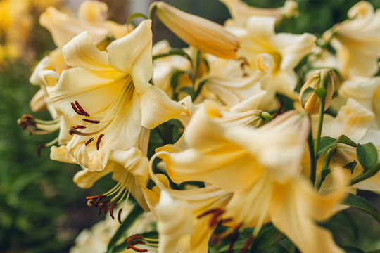 Yellow trumpet aurelian lilies. Bouquet of fresh flowers growing in summer garden. Gardening concept