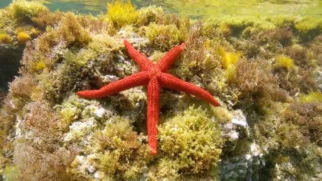 A Mediterranean red sea star underwater, Echinaster sepositus, French Riviera, France
