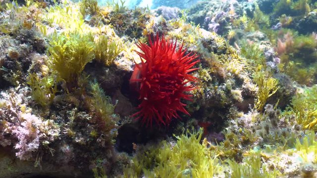 A beadlet anemone, Actinia equina, underwater in the Mediterranean sea, French Riviera, France