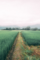 Fototapeta premium Verdes campos de arroz junto a las montañas 