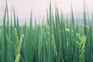 Macro de verdes campos de arroz junto a las montañas  