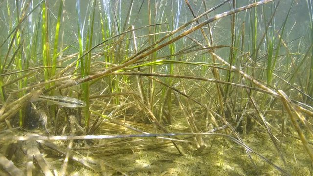 Carex sedge plant with minnow fish underwater in a lake in the mountain, France, Pyrenees Orientales