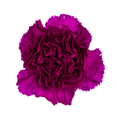 Closeup top view from fuchsia pink Carnation flower in full bloom. Isolated on white background. © Nynke