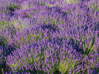 Fototapeta na wymiar Lavendelfeld in voller Blüte