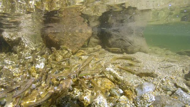 Eurasian minnow fish shoal underwater in a river, France, Pyrenees Orientales, 59.94fps