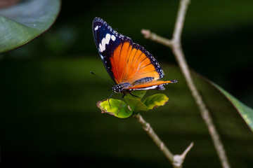 butterfly on flower