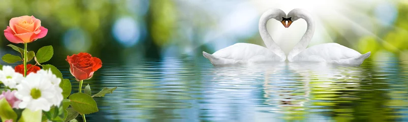 Fototapeten image of swans on the water in the park close up © cooperr