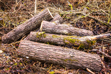 Obraz premium tree trunk