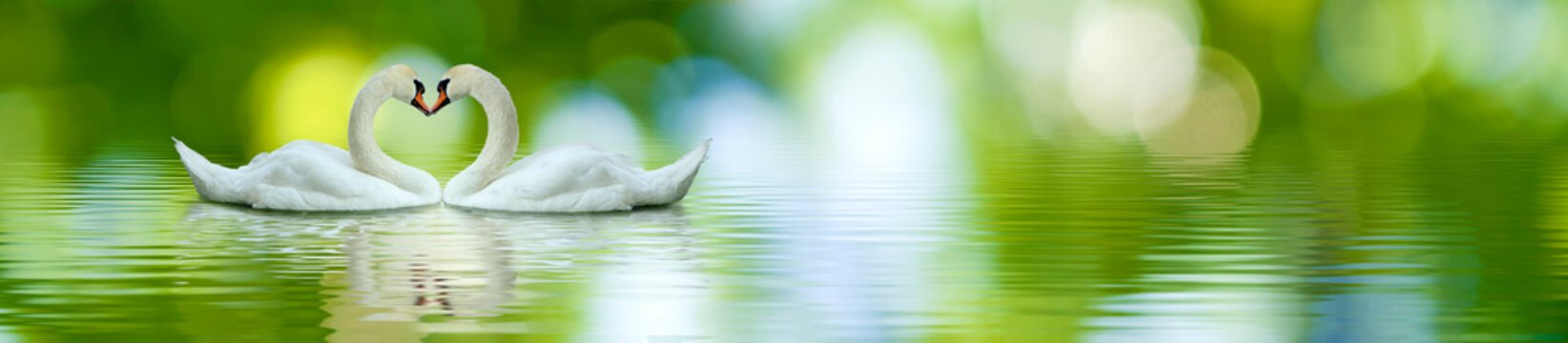 image of two swans on a lake close up