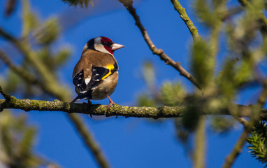 Naklejka premium blue tit on branch