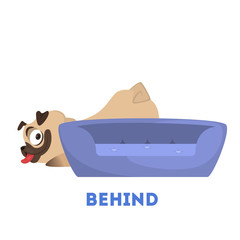 Learning preposition concept. Animal pug behind the pillow