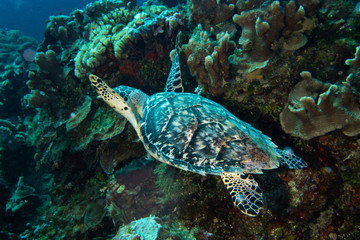 Naklejka na ściany i meble Hawksbill turtle swimming, Cozumel, Mexico
