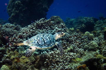 Naklejka na ściany i meble Hawksbill turtle swimming, Cozumel, Mexico