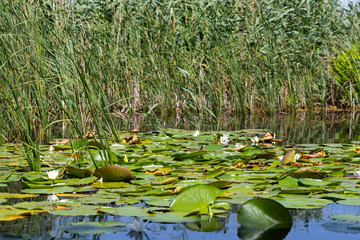 Biosphere of the Danube Delta