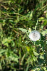 white fluffy flower on green grass background