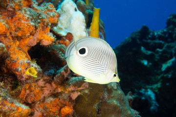 Butterfly fish with coral reef, Cozumel, Mexico